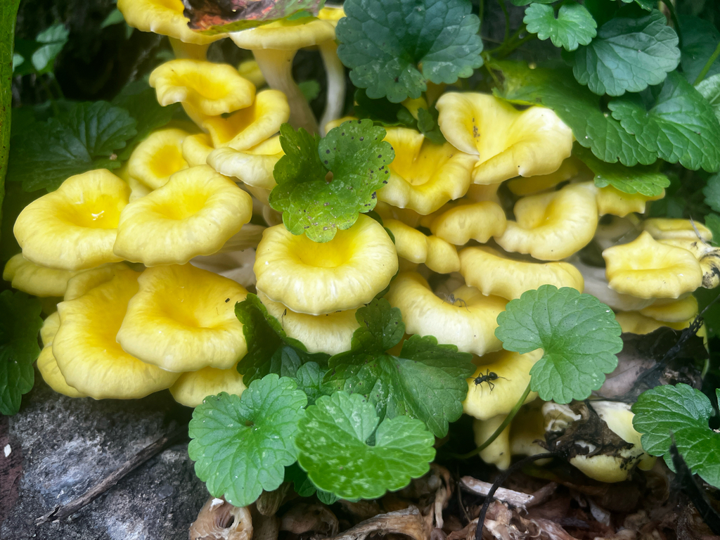 Golden Oyster Mushroom · July 2026 · photo: Photo: (c) David Bartholow, some rights reserved (CC BY) · iNaturalist