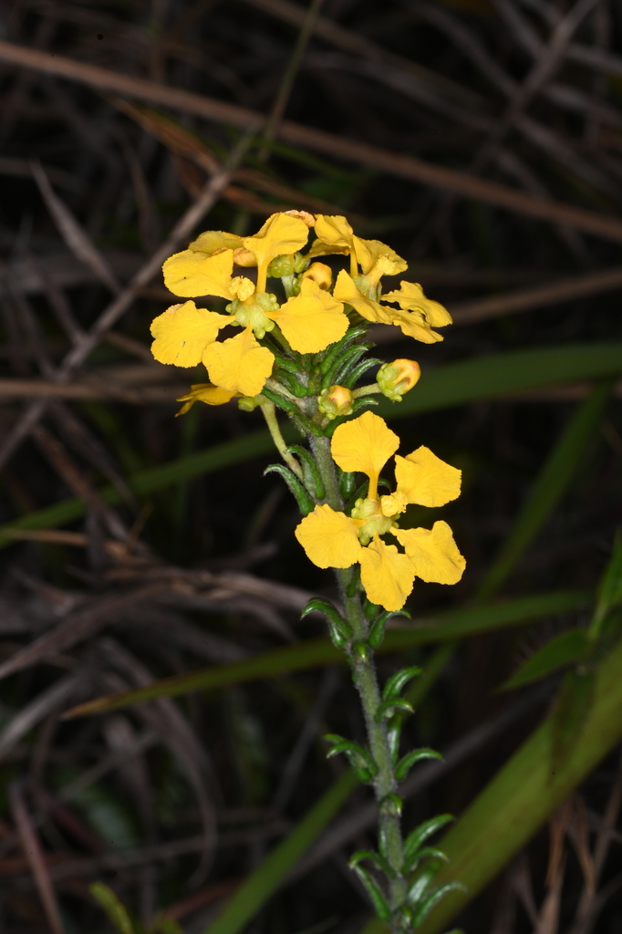Camarea axillaris