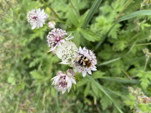 Eurasian Bee Beetle