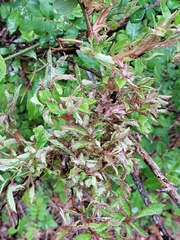 Rose rosette emaravirus