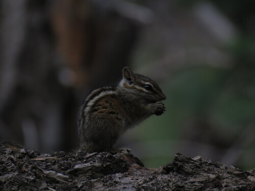 Gray-collared Chipmunk observed by brianhof