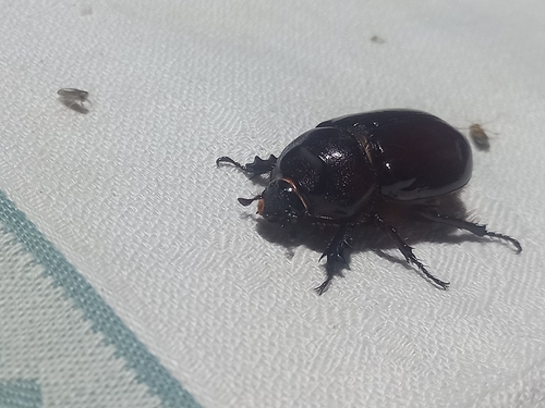 Greek rhinoceros beetle