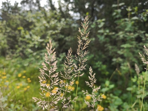 Calamagrostis varia, photograph 4