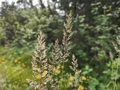 (c) arthur_haendler, some rights reserved (CC BY) Calamagrostis varia, photograph (c) arthur_haendler, some rights reserved (CC BY)