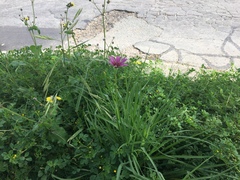 Tragopogon porrifolius