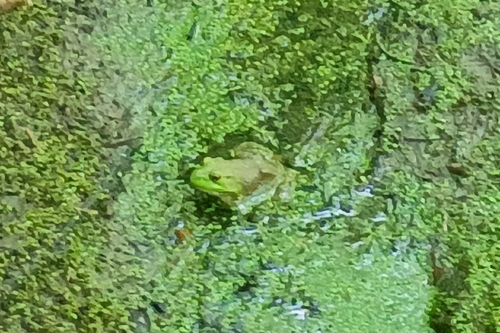 American Bullfrog
