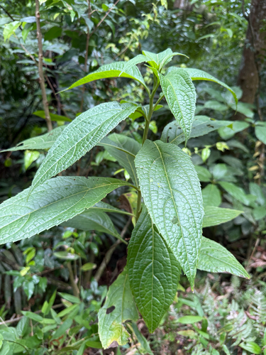 Neurolaena lobata observed 2026-07-03