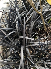 Ophiopogon planiscapus