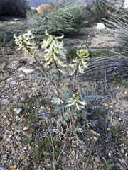 Astragalus oxyphysus