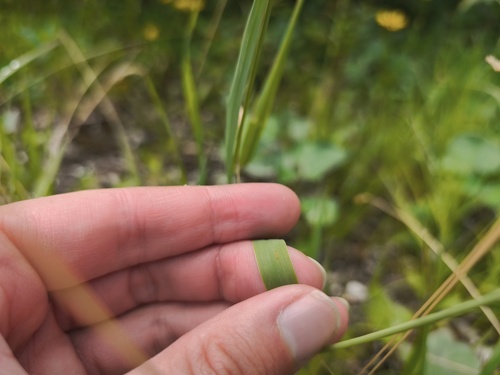 Calamagrostis varia, photograph 2
