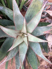 Aloe × schimperi