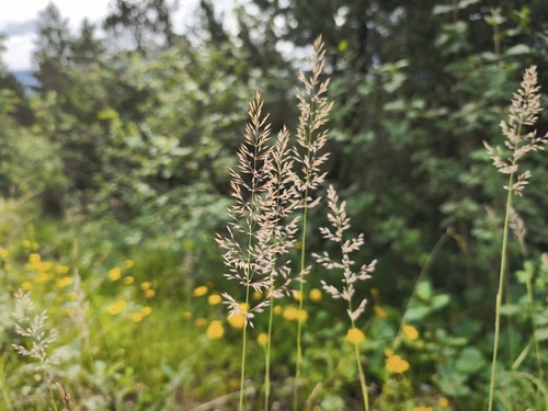 Calamagrostis varia, photograph 3