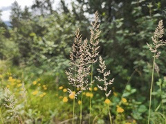 (c) arthur_haendler, some rights reserved (CC BY) Calamagrostis varia, photograph (c) arthur_haendler, some rights reserved (CC BY)