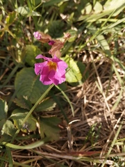 Primula × pruhonicensis