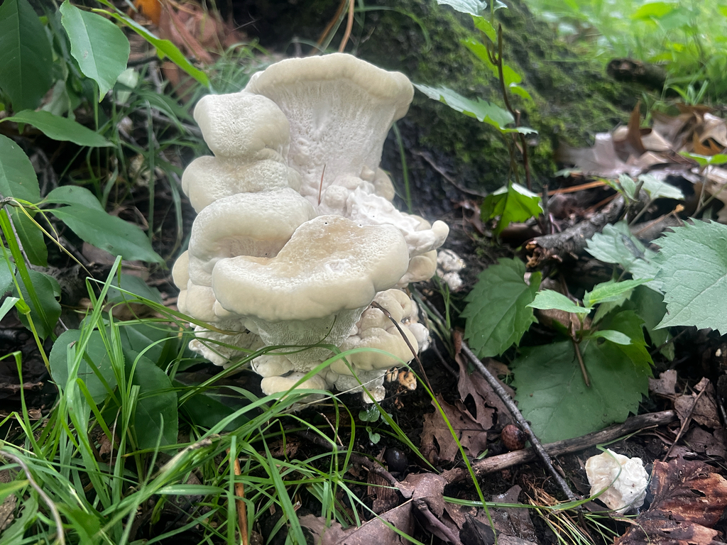 Berkeley's Polypore · July 2026 · photo: Photo: (c) David Bartholow, some rights reserved (CC BY) · iNaturalist