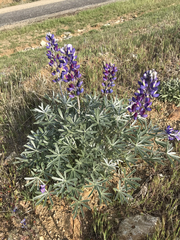 Lupinus adsurgens