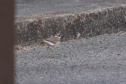 Killdeer photographed in West Virginia
