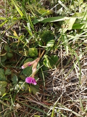 Primula × pruhonicensis