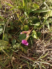 Primula × pruhonicensis