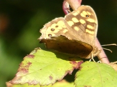 Pararge aegeria