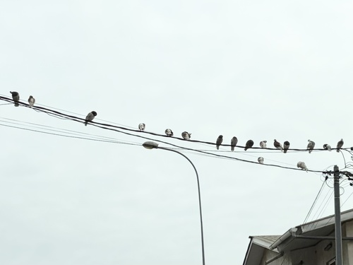 Feral Pigeon