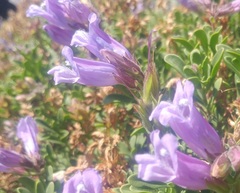 Penstemon davidsonii davidsonii