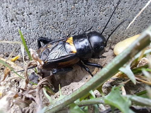 European Field Cricket