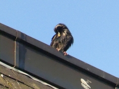 Sturnus unicolor