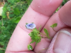 Veronica filiformis