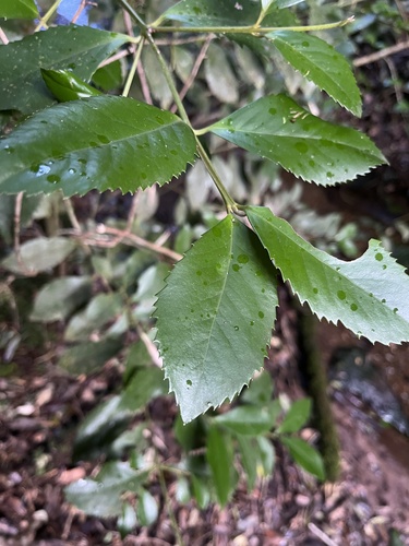 Laureliopsis philippiana