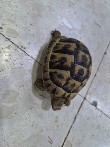 Greek Tortoise