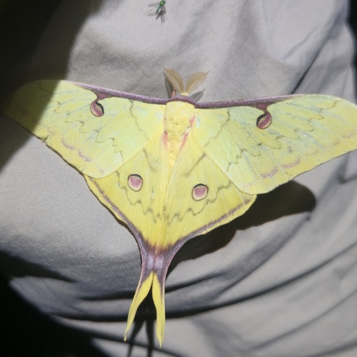South China Moon Moth