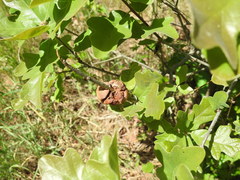 Disholcaspis spongiosa