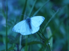 Pieris napi