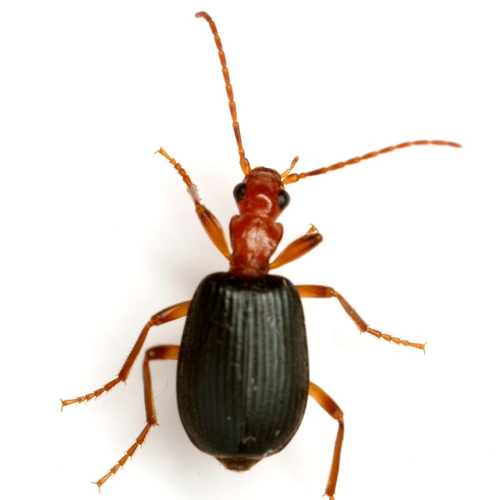 Brachinus geniculatus