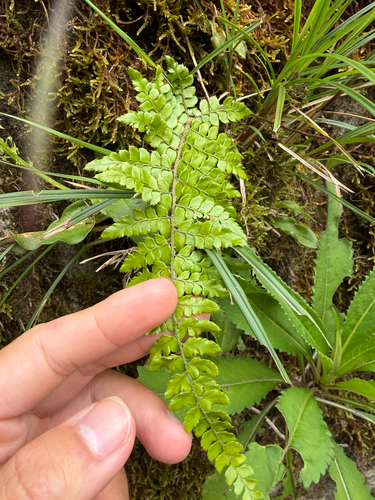 Polystichum makinoi observed 2026-07-05