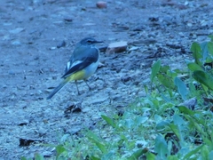 Motacilla cinerea