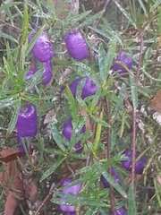 Billardiera longiflora