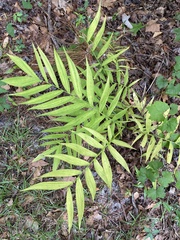 Chamaedorea microspadix