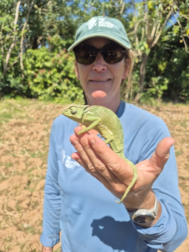 Flap-necked Chameleon