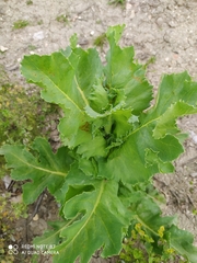 Papaver somniferum