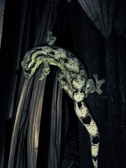 Thecadactylus solimoensis