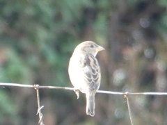 Passer domesticus