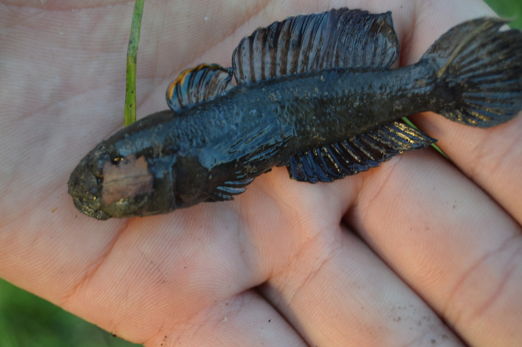 Aksu Goby