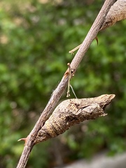 Heraclides cresphontes