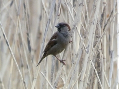 Passer domesticus