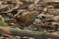 Xiphocolaptes promeropirhynchus