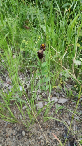 Brown Moor Clover