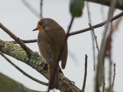 Erithacus rubecula