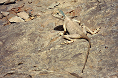 East Arabian Desert Agama photo 2